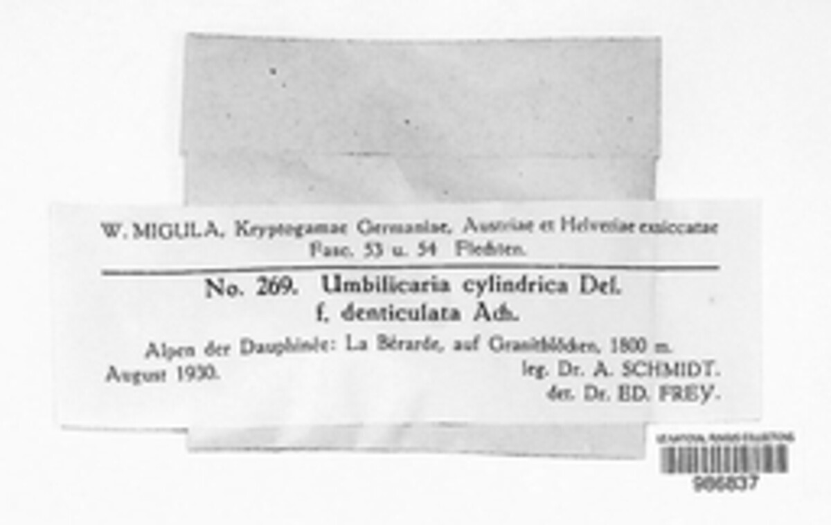 Umbilicaria cylindrica image